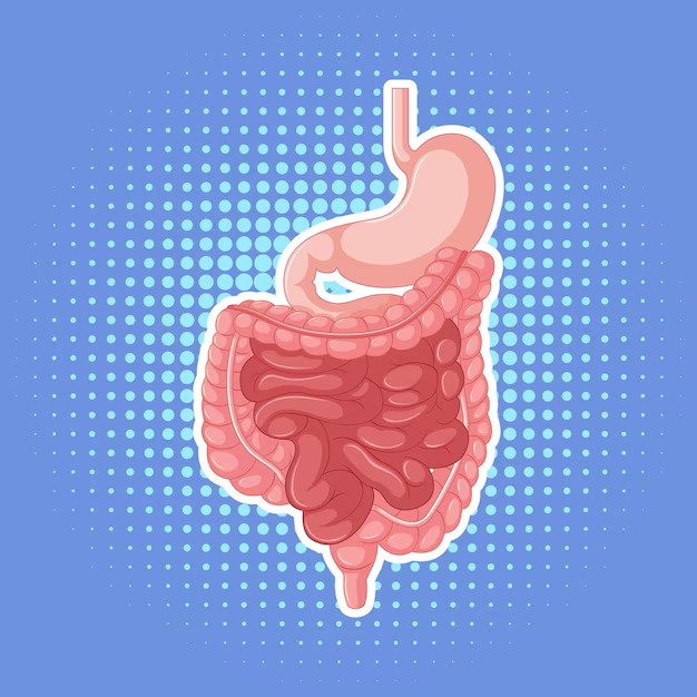 Human internal organ with heart